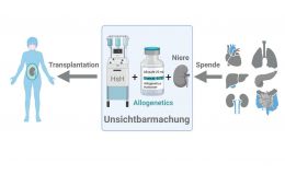 Unsichtbare Organe: Gentechnische Organmodifikation zur Vermeidung von Abstoßungen